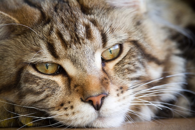 Close-up van een groot slaperig half jaar oud Maine Coon-katje