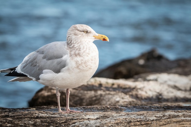 Close-up van een Grote Burgemeester staande op de rots op het strand