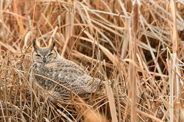 Close-up van een grote gehoornde uil op een nest met een wazige achtergrond