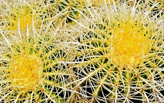 close-up van een grote gele stekelige Cactus