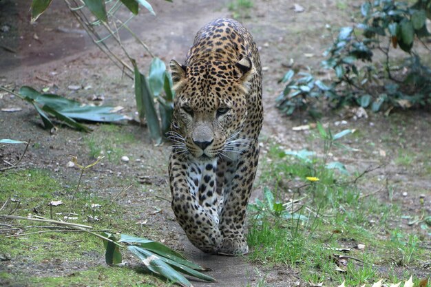 Foto close-up van een grote kat in de dierentuin