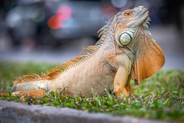 Close up van een grote leguaan