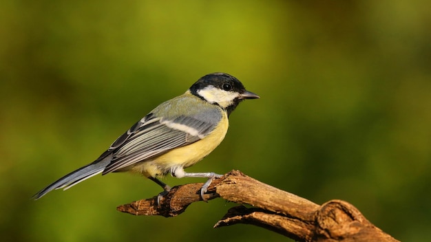 Close-up van een grote tit die op een twijg zit