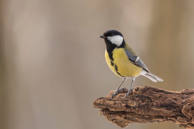 Close-up van een grote tit die op hout zit