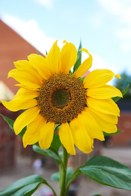 Close-up van een grote zonnebloem op een zonnige dag