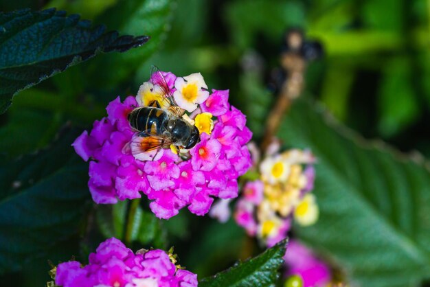 Close-up van een grote zwarte hommel die nectar drinkt en zittend op een mooie grote paarse bloem op de achtergrond een groene tuin wazige focus