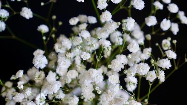 Close-up van een gypsophila bush bloem op een zwarte geïsoleerde achtergrond Cadeau voor een vrouw moeder grootmoeder vrouw op 8 maart Women39s Day Mother39s Day verjaardag Valentine39s Day