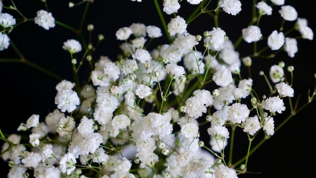 Close-up van een gypsophila bush bloem op een zwarte geïsoleerde achtergrond Cadeau voor een vrouw moeder grootmoeder vrouw op 8 maart Women39s Day Mother39s Day verjaardag Valentine39s Day