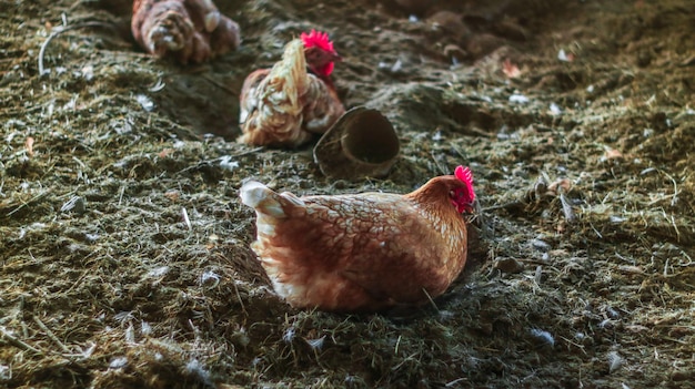 Close-up van een haan op een boerderij