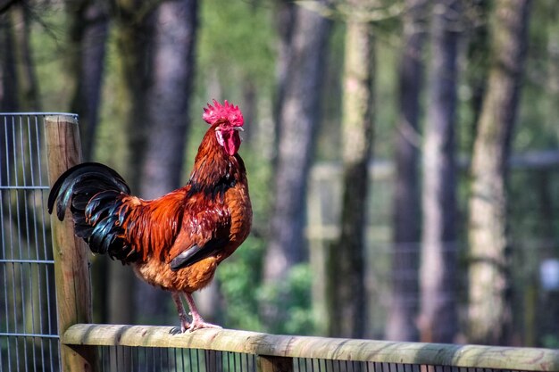 Foto close-up van een haan op het hek