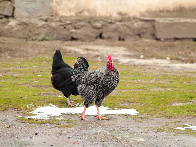 Foto close-up van een haan op het veld