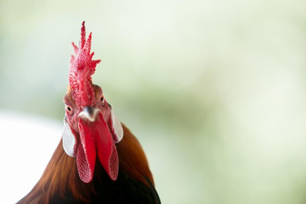 Foto close-up van een haan