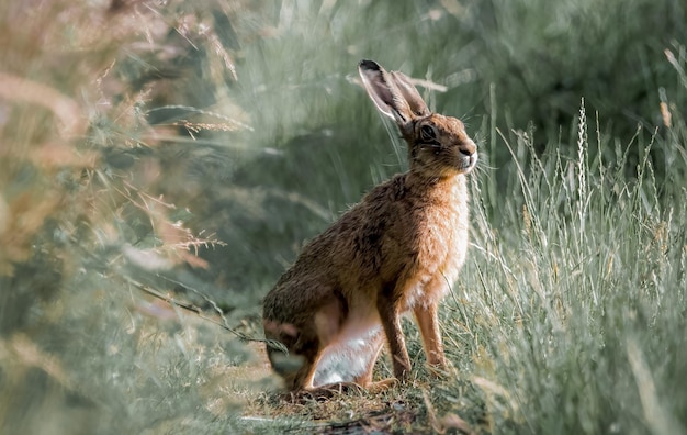 Close-up van een haas op het veld