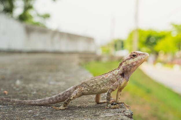 Foto close-up van een hagedis die wegkijkt