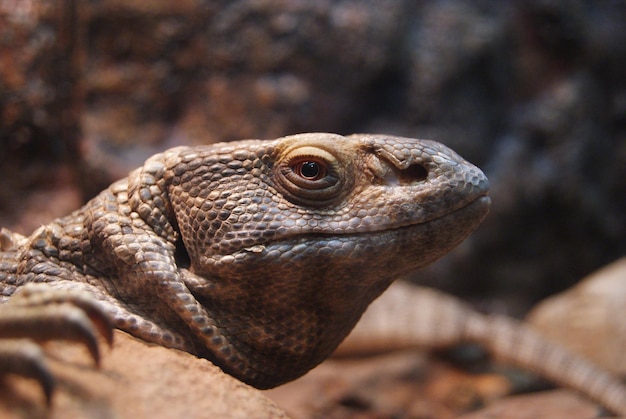 Close-up van een hagedis in de dierentuin