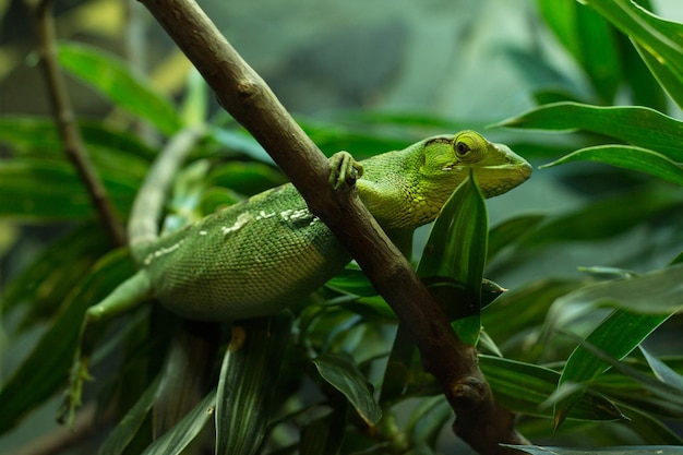 Close-up van een hagedis op een blad