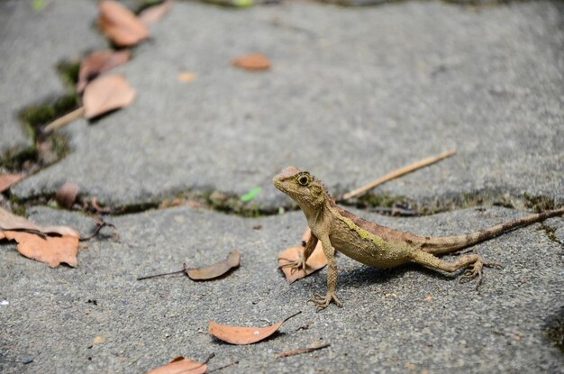 Foto close-up van een hagedis op een blad