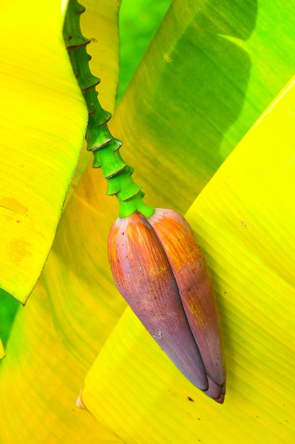 Foto close-up van een hagedis op een blad