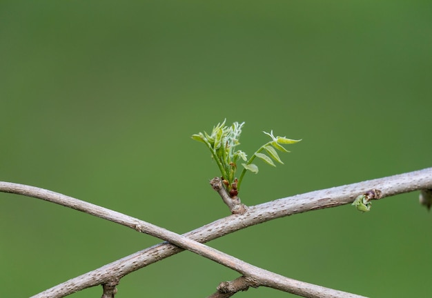 Foto close-up van een hagedis op een blad