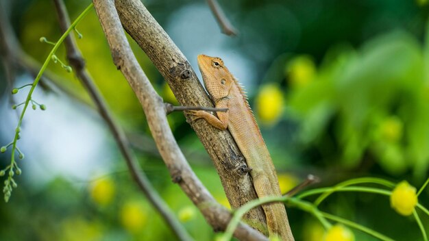 Foto close-up van een hagedis op een boom