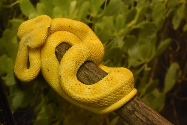 Close-up van een hagedis op een boom