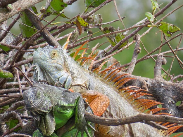 Foto close-up van een hagedis op een boom