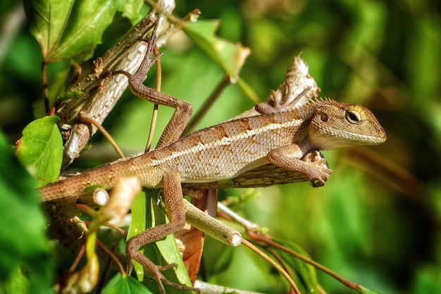 Close-up van een hagedis op een boom