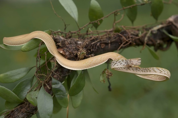 Foto close-up van een hagedis op een boom