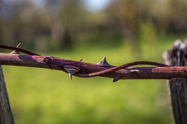 Foto close-up van een hagedis op een boom