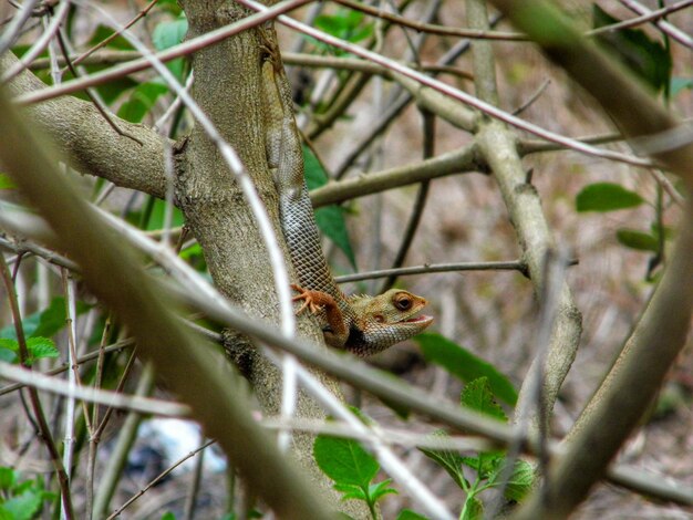 Close-up van een hagedis op een boom