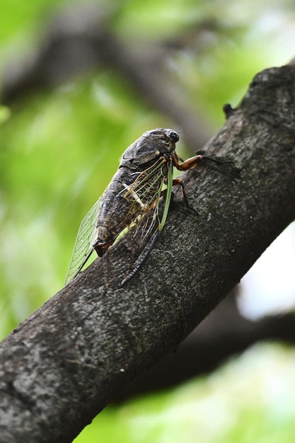 Foto close-up van een hagedis op een boom