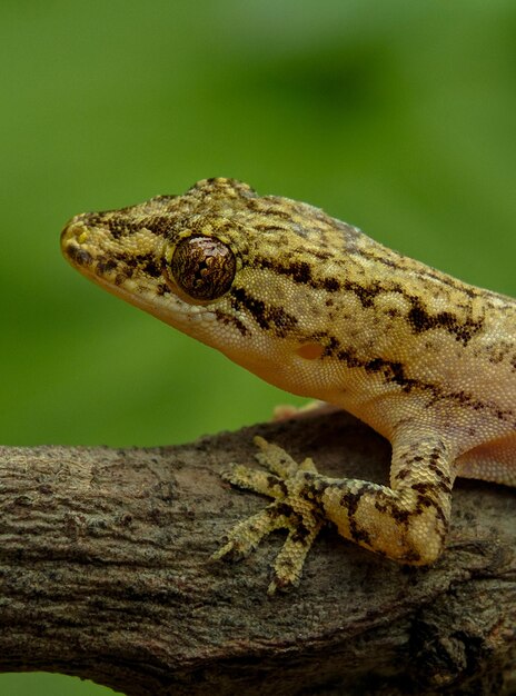 Close-up van een hagedis op een boom