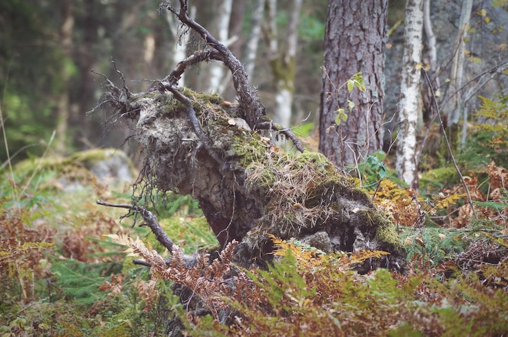 Foto close-up van een hagedis op een boomstam in het bos