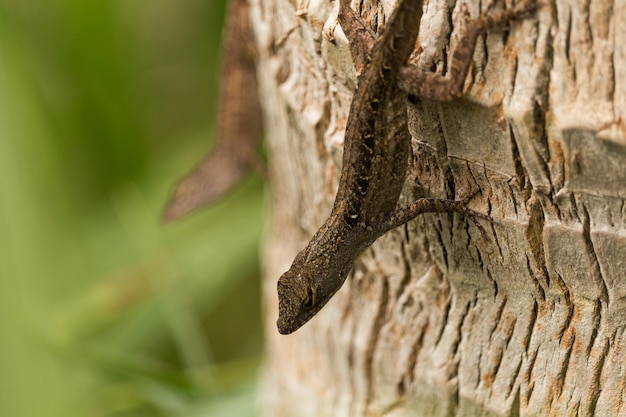 Foto close-up van een hagedis op een boomstam