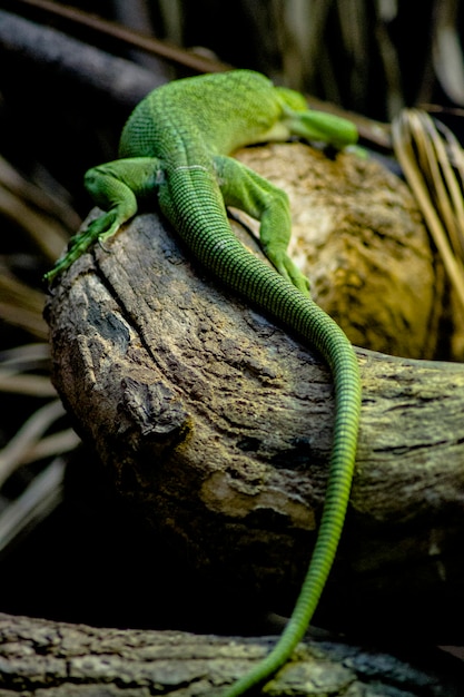 Close-up van een hagedis op een boomtak in de dierentuin