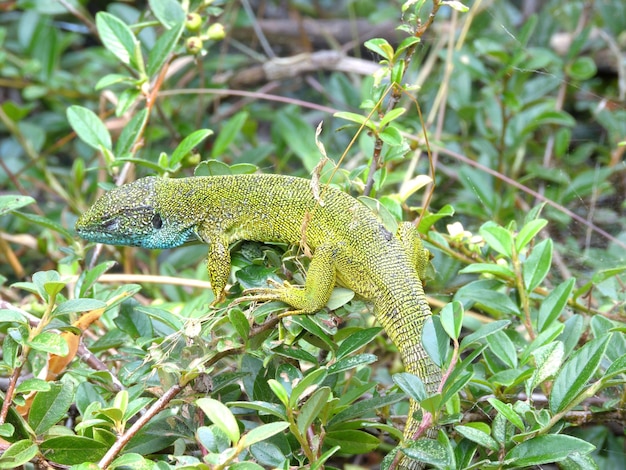 Foto close-up van een hagedis op een plant