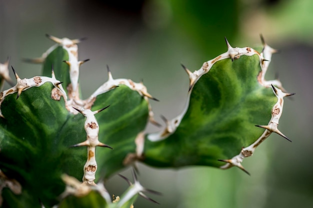 Foto close-up van een hagedis op een plant