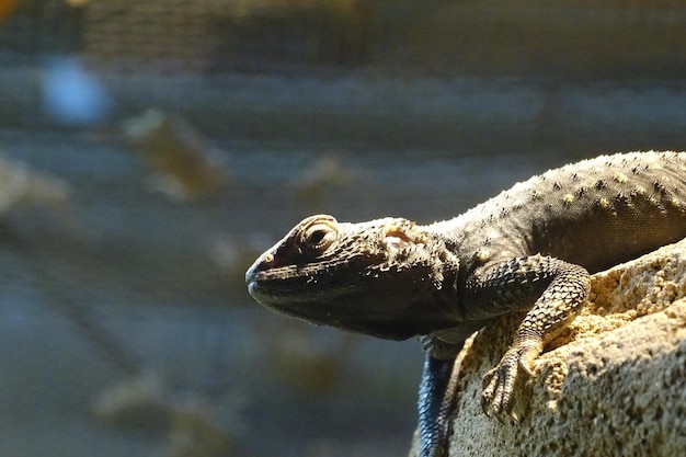 Close-up van een hagedis op een rots in de dierentuin