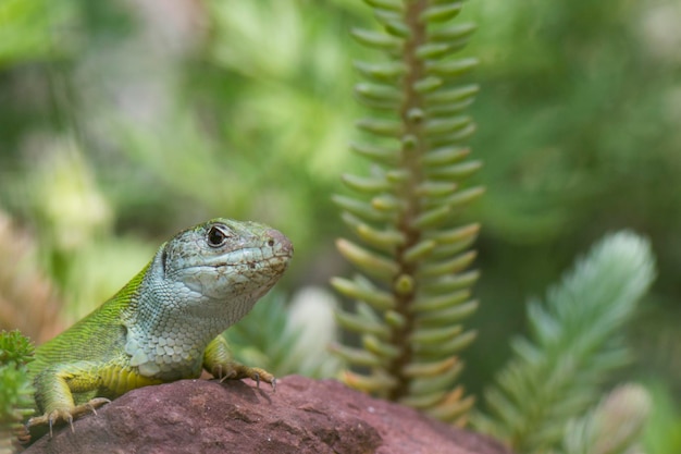 Close-up van een hagedis op een rots in het bos