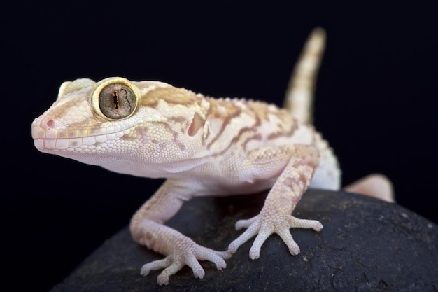 Close-up van een hagedis op een rots