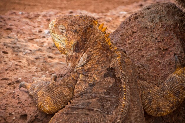 Foto close-up van een hagedis op een rots