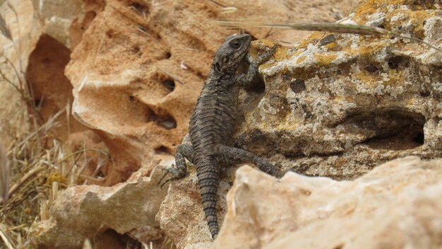 Foto close-up van een hagedis op een rots