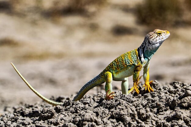 Close-up van een hagedis op een rots