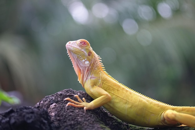Close-up van een hagedis op een rots