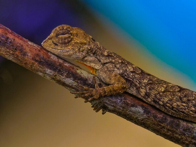 Foto close-up van een hagedis op een rots