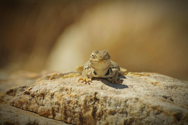 Foto close-up van een hagedis op een rots