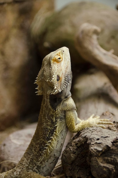 Close-up van een hagedis op een rots