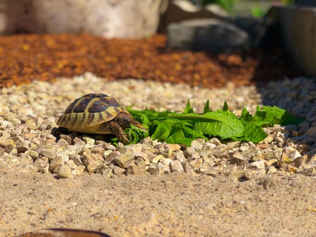 Foto close-up van een hagedis op een rots