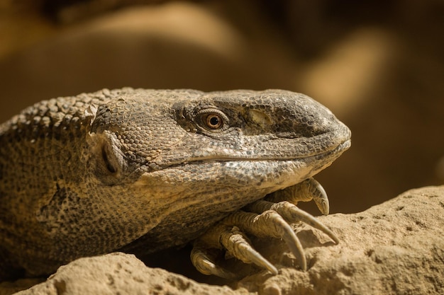 Close-up van een hagedis op een rots