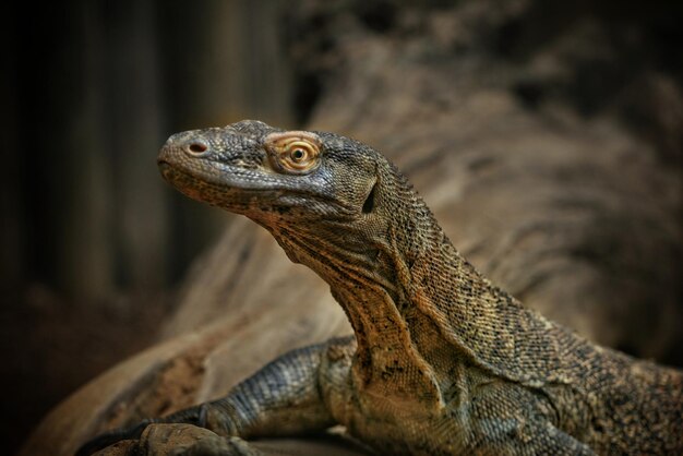 Foto close-up van een hagedis op een rots